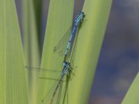 Coenagrion puella Skogholms ängar, Malmö, Skåne, Sweden 20240604_0026