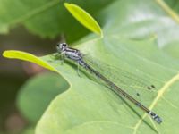 Coenagrion puella female Fuktängen, Toarp, Malmö, Skåne, Sweden 20240525_178