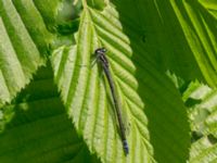 Coenagrion puella female Kummeln, Lyckeby, Karlskrona, Blekinge, Sweden 20170525_0234