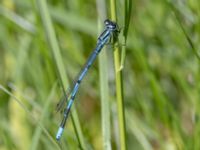 Coenagrion puella male A-skogen, Almåsa, Malmö, Skåne, Sweden 20240517_0009