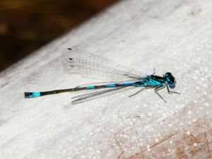 Coenagrion pulchellum - Variable Bluet - Mörk lyrflickslända