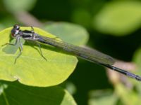 Coenagrion pulchellum A-skogen, Almåsa, Malmö, Skåne, Sweden 20240512_0003