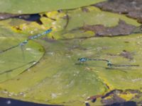 Coenagrion pulchellum et Coenagrion puella Fuktängen, Toarp, Malmö, Skåne, Sweden 20240525_158