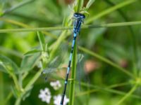 Coenagrion pulchellum male Fuktängen, Toarp, Malmö, Skåne, Sweden 20210628_0040