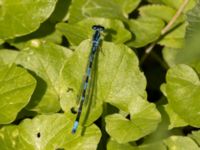 Coenagrion pulchellum male Sege å, A-området, Almåsa, Malmö, Skåne, Sweden 20220515_0083