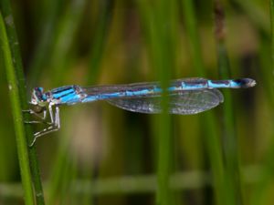 Coenagrion scitulum - Dainty Bluet - Gaffelflickslända