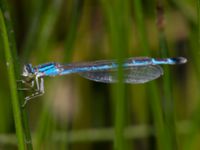 Coenagrion scitulum Nemrut Dagi, Turkey 20120704B 456