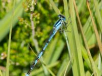 Enallagma cyathigerum ad male Hunneröds mosse, Skurup, Skåne, Sweden 20170713_0045