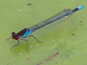 Erythromma najas - Large Redeye - Större rödögonflickslända