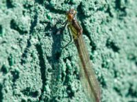 Erythromma najas Sjölunda, Malmö, Skåne, Sweden 20140516_0130