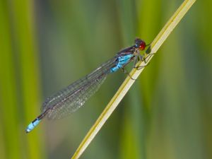 Erythromma viridulum - Small Redeye - Mindre rödögonflickslända