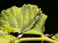 Erythromma viridulum male Banvallen, Ribersborg, Malmö, Skåne, Sweden 20220702_0133