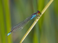 Erythromma viridulum male Norra Vintriedammen, Malmö, Skåne, Sweden 20150806_0059