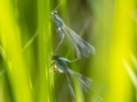 Ischnura elegans male and female Fornlämningsdammen, Tygelsjö ängar, Malmö, Skåne, Sweden 20240721_0234