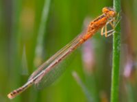 Ischnura pumilio juv female Ikedammen, Malmö, Skåne, Sweden 20130601B-23