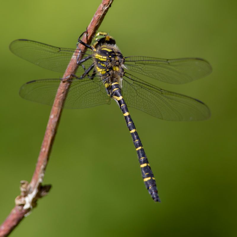 Cordulegaster boltonii - Common Goldenring - Kungstrollslända