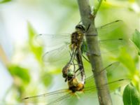 Cordulia aenea Hercules dammar, Kristianstad, Skåne, Sweden 20170528_0189