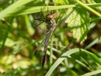 Cordulia aenea Kummeln, Lyckeby, Karlskrona, Blekinge, Sweden 20170525_0286