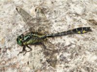 Gomphus vulgatissimus Lottagården, Krankesjön, Lund, Skåne, Sweden 20120609B 302