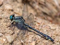 Gomphus vulgatissimus male Vombs östra vattenverksdammar, Lund, Skåne, Sweden 20130617B-25