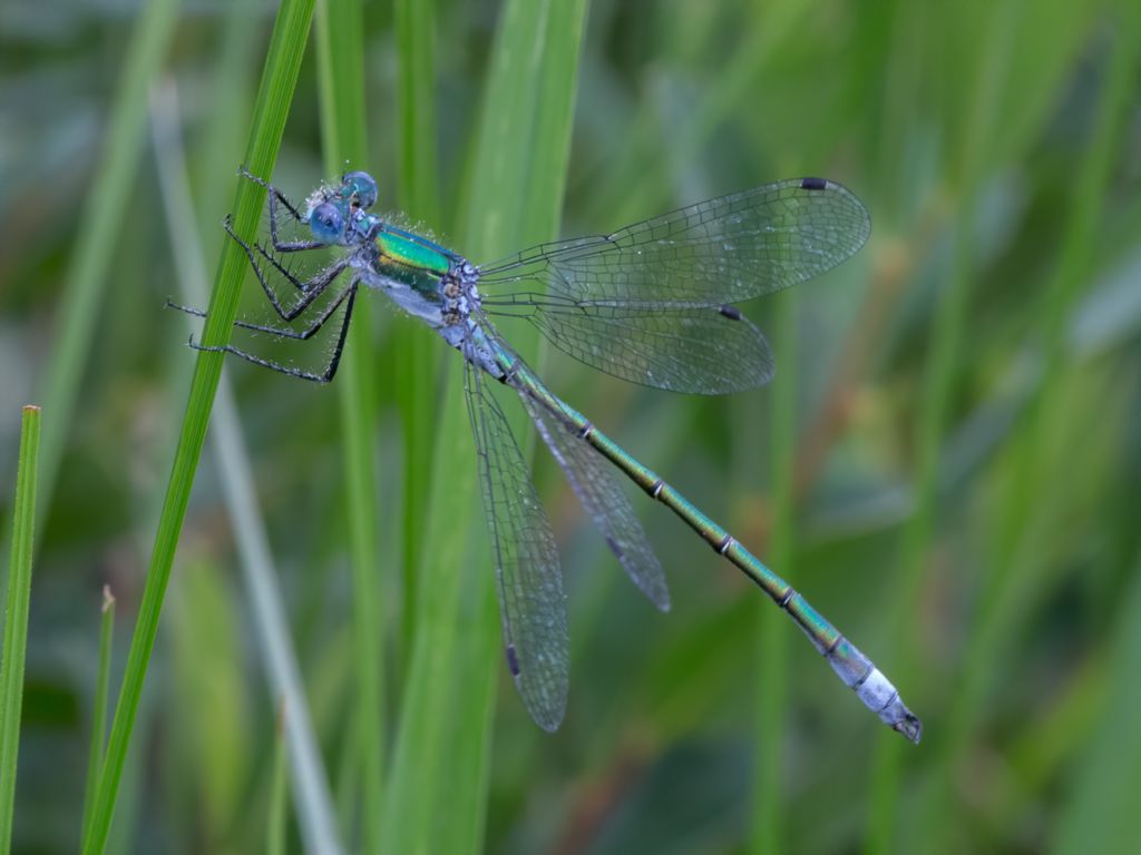 Lestes dryas - Robust Spreadwing - Kraftig smaragdflickslända