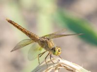 Brachythemis fusciopalliata Birecik gravel pits, Turkey 20120628B 196