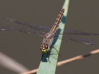 Brachythemis fusciopalliata Tarsus delta, Turkey 20120706B 272