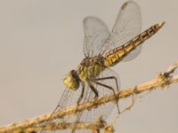 Brachythemis fusciopalliata female Akgöl, Turkey 20120627B 022