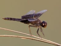 Brachythemis fusciopalliata male Akgöl, Turkey 20120627B 045