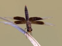 Brachythemis fusciopalliata male Akgöl, Turkey 20120627B 048