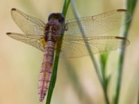 Crocothemis erythraea female Laloumas reservoir, Crete, Greece 20130710B 149