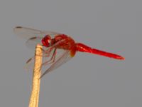 Crocothemis erythraea male Akgöl, Turkey 20120627B 044