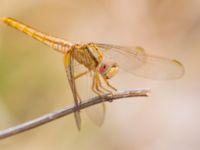 Crocothemis erythraea or Crocothemis servilia Birecik Ibis centre, Turkey 20120628B 390