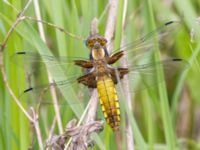 Libellula depressa Husie mosse, Malmö, Skåne, Sweden 20240511_0096