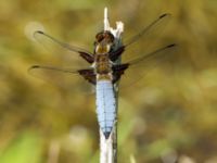 Libellula depressa ad male Ödammen, Öresundsparken, Ribersborg, Malmö, Skåne, Sweden 20180525_0029