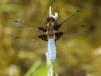 Libellula depressa ad male Ödammen, Öresundsparken, Ribersborg, Malmö, Skåne, Sweden 20180525_0031