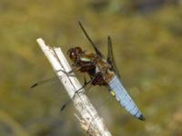 Libellula depressa ad male Ödammen, Öresundsparken, Ribersborg, Malmö, Skåne, Sweden 20180525_0059