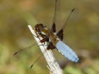 Libellula depressa ad male Ödammen, Öresundsparken, Ribersborg, Malmö, Skåne, Sweden 20180525_0065