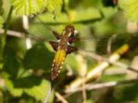 Libellula depressa female Sege å, A-området, Almåsa, Malmö, Skåne, Sweden 20220515_0100