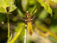 Libellula depressa female Sege å, A-området, Almåsa, Malmö, Skåne, Sweden 20220515_0102