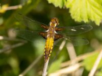 Libellula depressa female Sege å, A-området, Almåsa, Malmö, Skåne, Sweden 20220515_0113