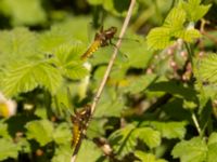 Libellula depressa female Sege å, A-området, Almåsa, Malmö, Skåne, Sweden 20220515_0119