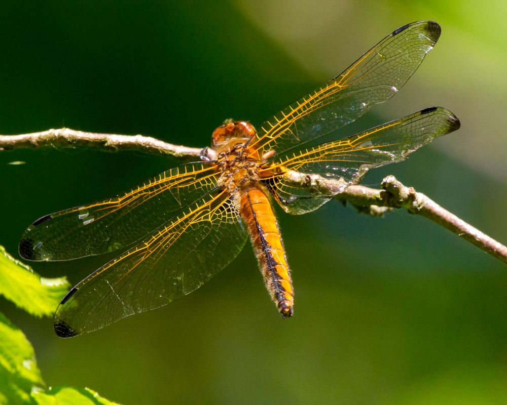 Libellula fulva - Blue Chaser - Spetsfläckad trollslända