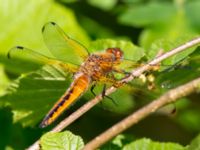 Libellula fulva juv female Natthall, Klippan, Skåne, Sweden 20130606C-353