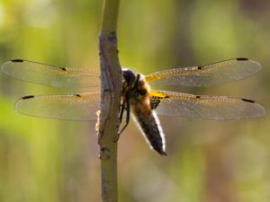 Libellula quadrimaculata - Four-spotted Chaser - Fyrfläckad trollslända