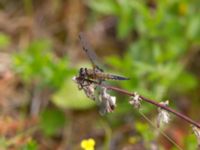 Libellula quadrimaculata Fjärilsvägen, Grinduga, Gävle, Gästrikland, Sweden 20150705_1203