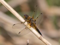 Libellula quadrimaculata Gäddängen, Fulltofta, Hörby, Skåne, Sweden 20230519_0073