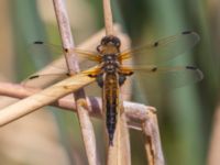 Libellula quadrimaculata Gäddängen, Fulltofta, Hörby, Skåne, Sweden 20230519_0131