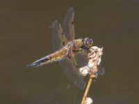 Libellula quadrimaculata Käglingre rekreationsområde, Malmö, Skåne, Sweden 20230521_0059