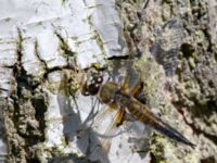 Libellula quadrimaculata Stensoffa fuktäng, Lund, Skåne, Sweden 20140601_0037